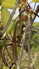 Rhizophora apiculata