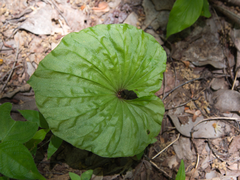 Nervilia concolor