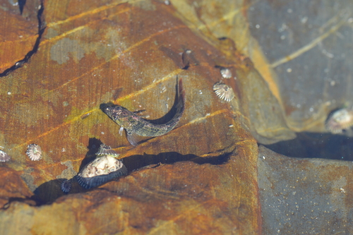 Sad klipfish (Clinus acuminatus) — Clinidae — 4