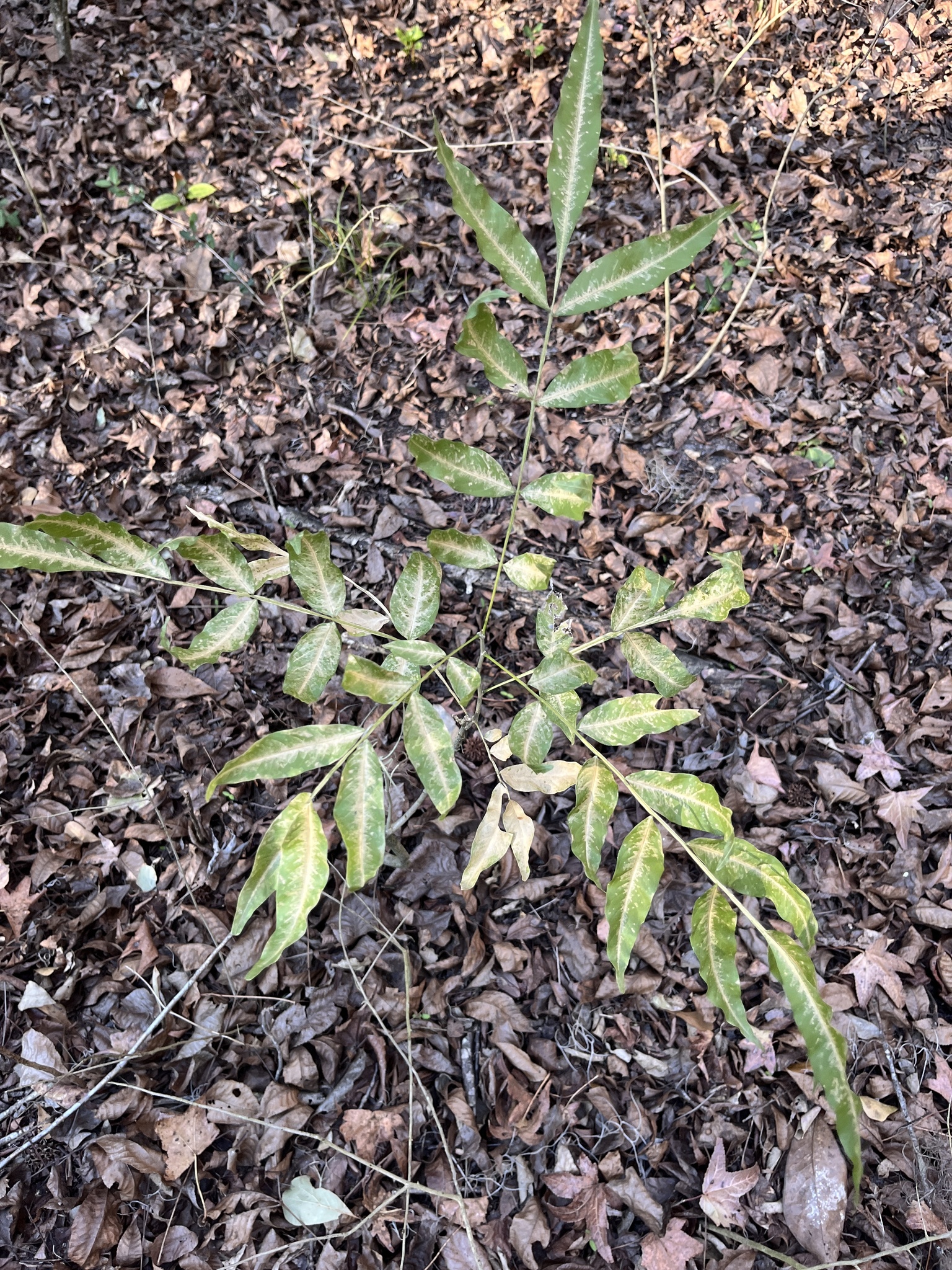 Florida Soapberry (Sapindus marginatus)