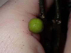 Uvariopsis
