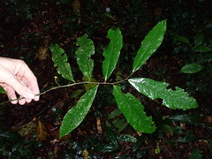 Uvariopsis