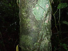 Uvariopsis