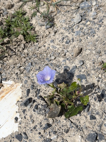 ivy-leaved morning-glory (Ipomoea hederacea)