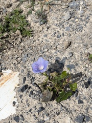 Ivy-leaved Morning-glory (Ipomoea hederacea)