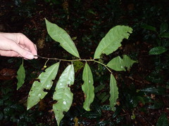 Uvariopsis