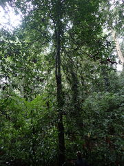 Uvariopsis