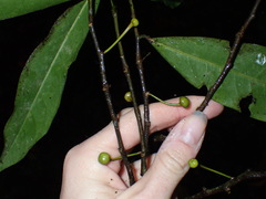 Uvariopsis