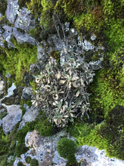 Boechera breweri