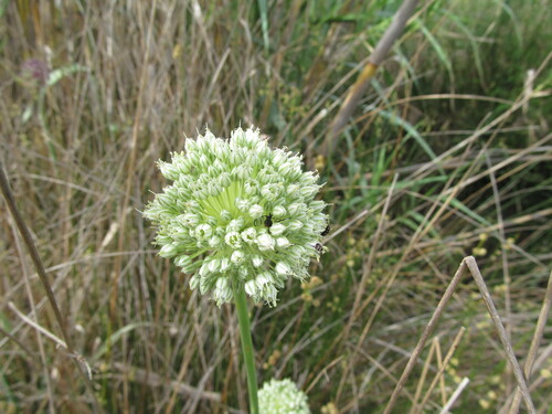 Allium polyanthum (Allium polyanthum)