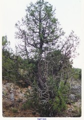 Juniperus thurifera