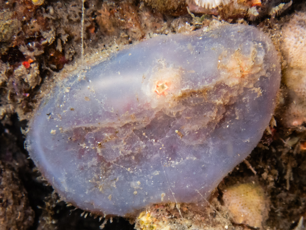 Ascidiella aspersa (Müller, 1776)