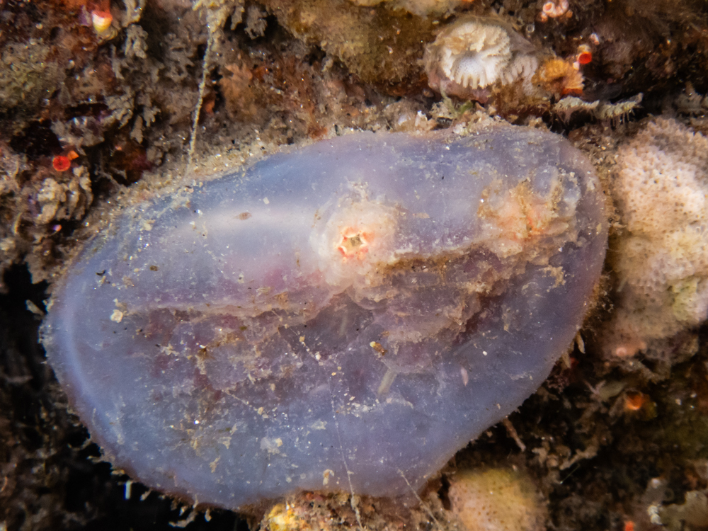 Ascidiella aspersa (Müller, 1776)