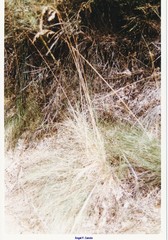 Festuca paniculata