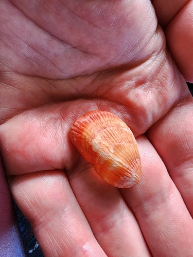 Terebratella observed 2026-02-07