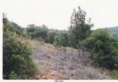 Juniperus thurifera