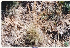 Festuca elegans