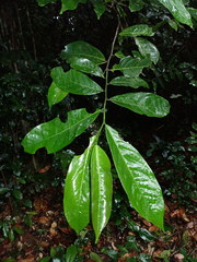 Isolona linearis