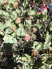 Arctostaphylos auriculata