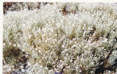 Echinospartum ibericum