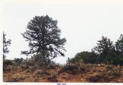 Juniperus thurifera
