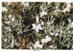 Echinospartum ibericum