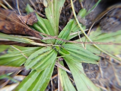 Plantago lanceolata