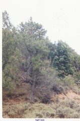 Juniperus thurifera