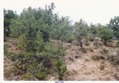 Juniperus thurifera