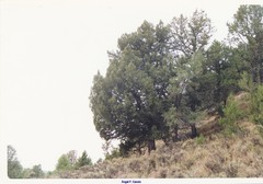 Juniperus thurifera