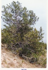 Juniperus thurifera