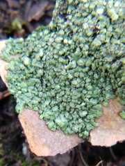 Phaeophyscia orbicularis