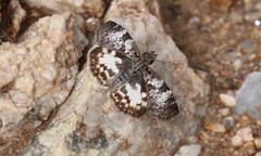 Chiomara asychis autander