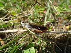 Stenobothrus rubicundulus