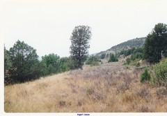 Juniperus thurifera