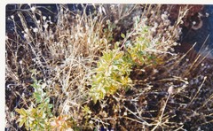 Berberis vulgaris