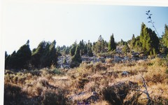 Juniperus thurifera