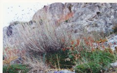 Santolina semidentata