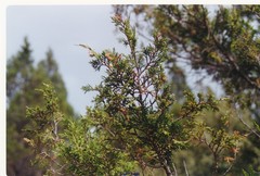 Juniperus thurifera
