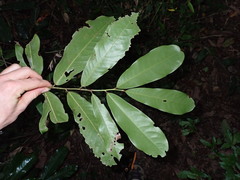 Uvariodendron gorgonis