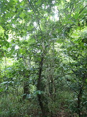 Uvariodendron gorgonis