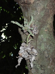 Uvariodendron gorgonis