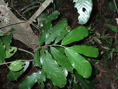 Uvariodendron gorgonis