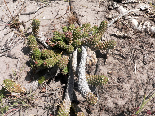 Medusea tessellata Haw. 2