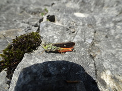 Stenobothrus rubicundulus