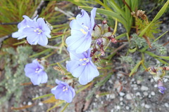 Aristea oligocephala