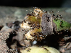 Uvariodendron kirkii