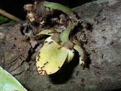 Uvariodendron kirkii