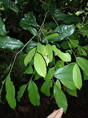 Uvariodendron kirkii