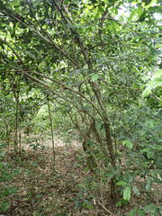 Uvariodendron kirkii